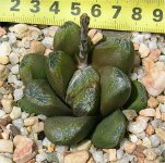 Haworthia splendens-hybrids